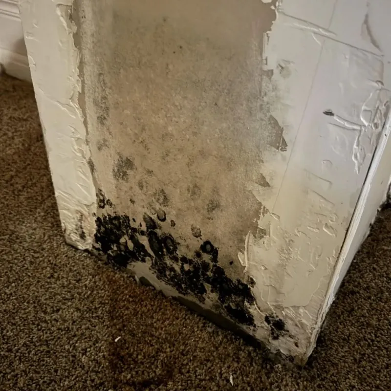 Professional Mold Removal in Van Vleck, TX
